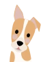 Jack Russel Terrier