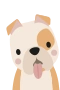 Engelsk Bulldog