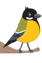 Musvit 