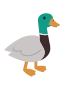 Gråand