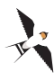 Svale 