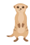 Surikat