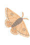 Natsværmer