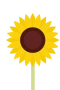 Solsikke