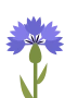 Kornblomst