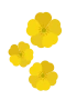 Smørblomster