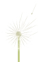 Mælkebøtte