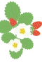 Jordbærplante 