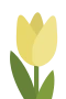 Gul tulipan 