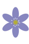 Blå anemone 