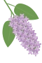 Syrén