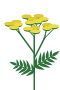Rejnfan