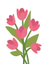 Tulipaner