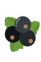 Solbær