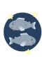 Fisk
