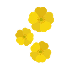 Smørblomster